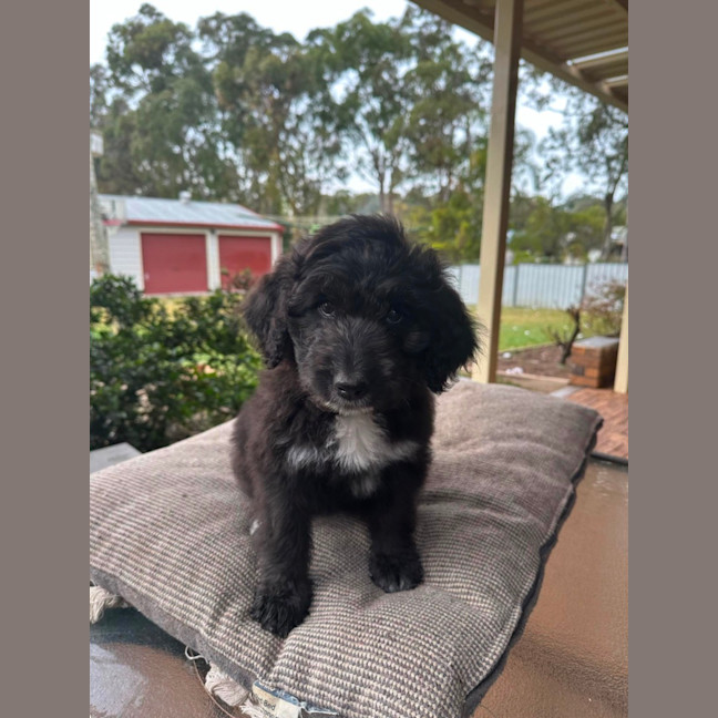 Photo of Luna