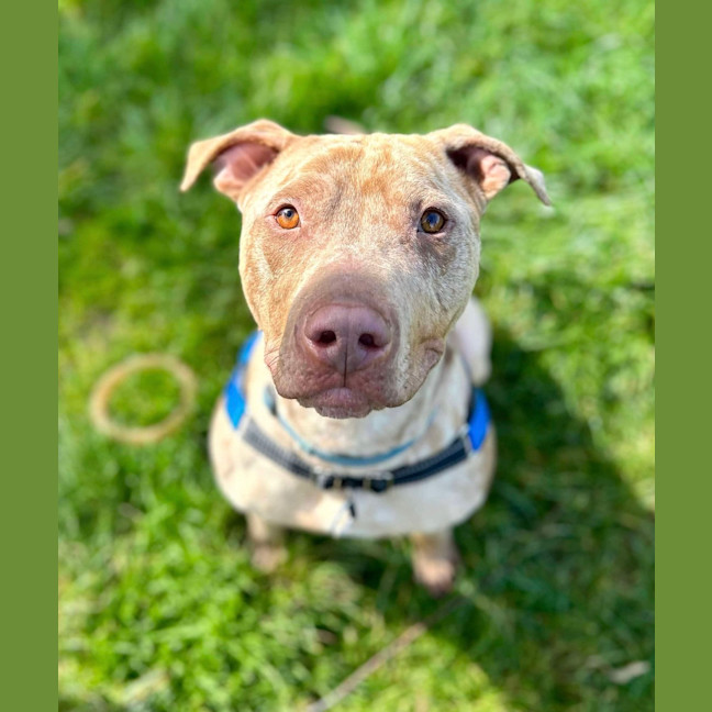Photo of Mocha