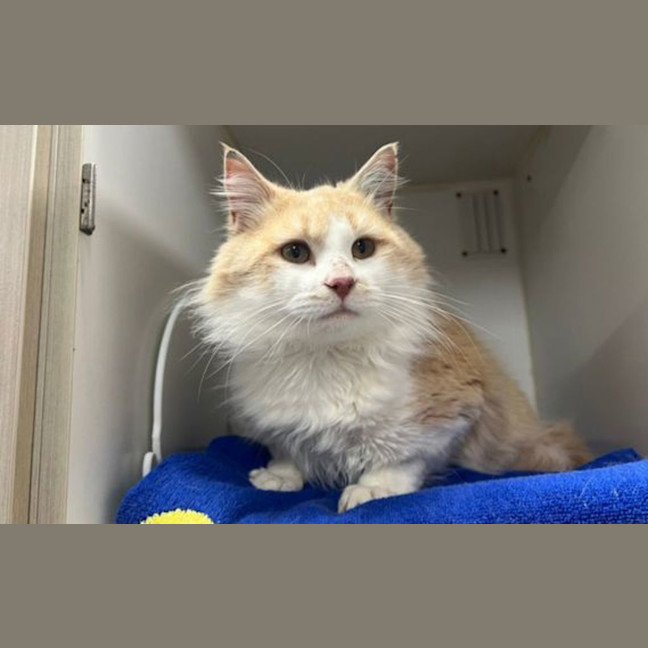 Photo of Basil