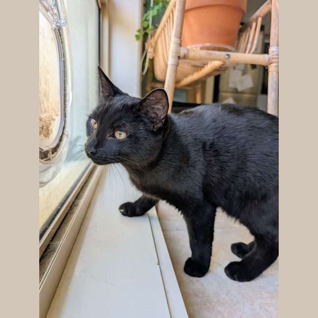 Photo of Wolfie