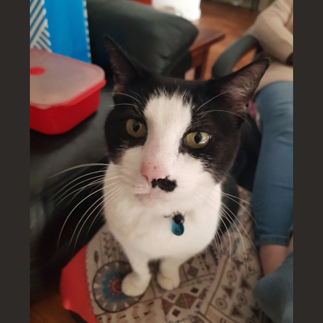 Photo of Felix