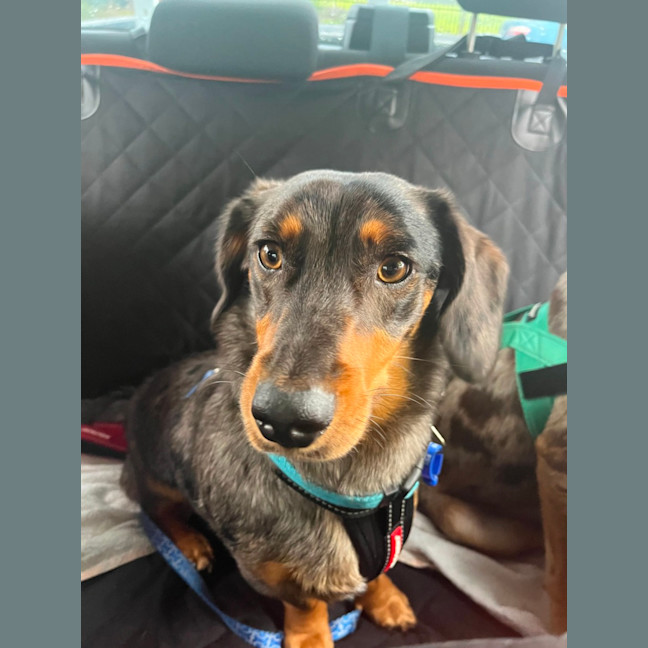 Photo of Slinky   1.5 Year Old Dachshund X Aus Shepherd