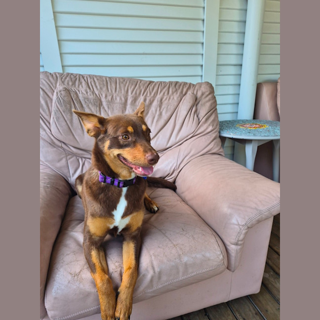 Photo of Ruby   2 Year Old Kelpie