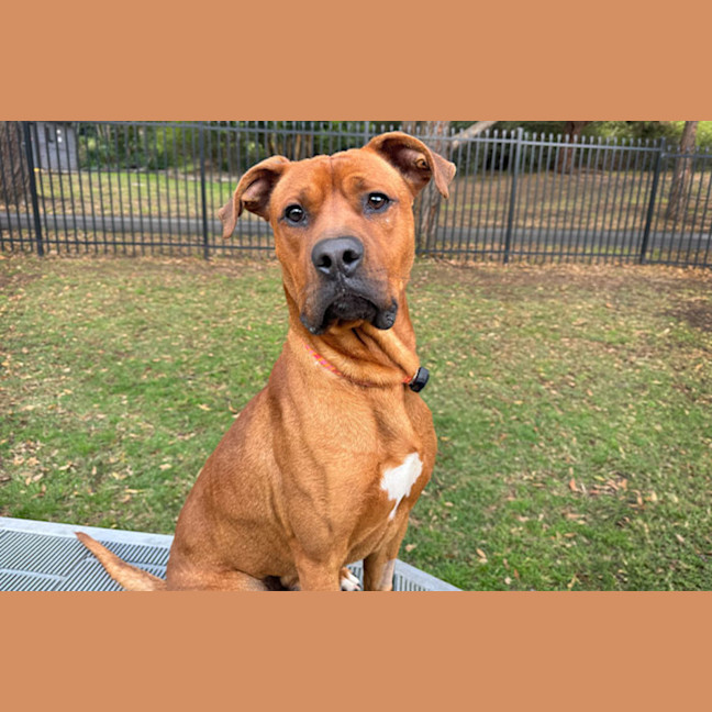 Photo of Simba