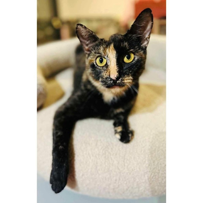 Photo of 12413   Gidget