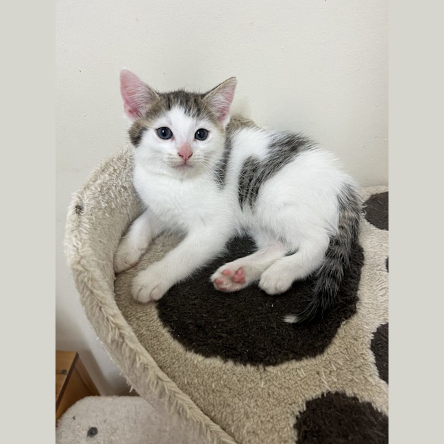 Photo of Bruno