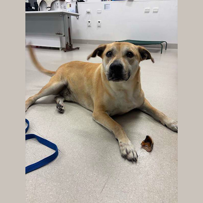 Photo of Scooby