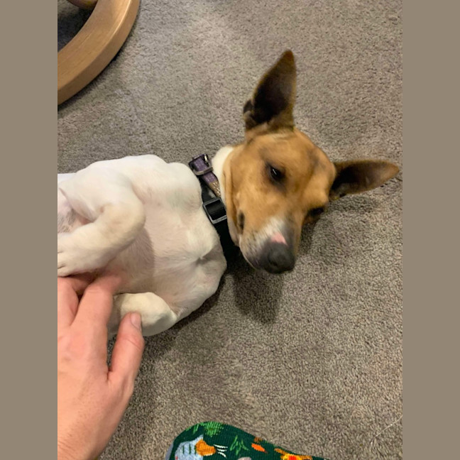 Photo of Ollie