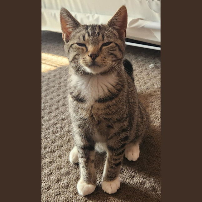 Photo of Landon   Located In Templestowe