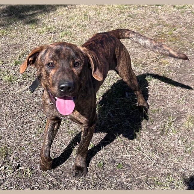 Photo of Moose