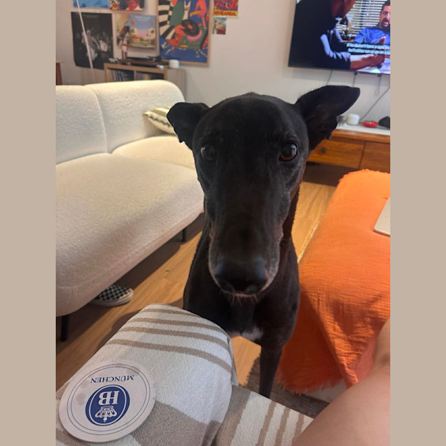 Photo of Bingo, The Greyhound