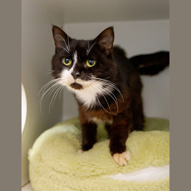 Photo of Old Cat Pat