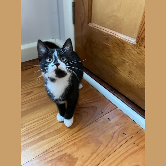 Photo of Luna
