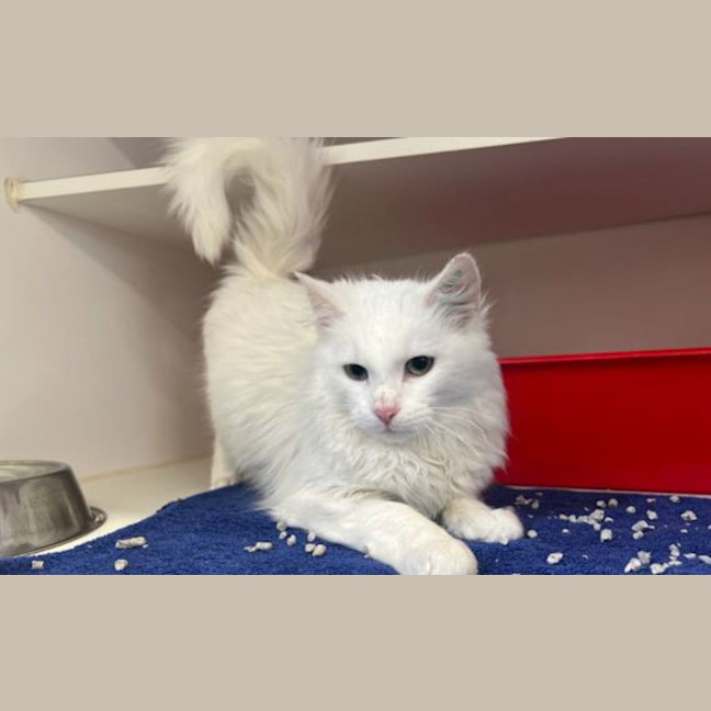 Photo of Snowball