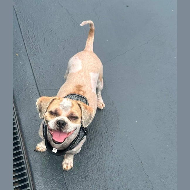 Photo of Chewy And Warf 🐶😎