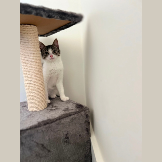 Photo of Tabby Kitten