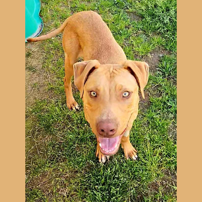 Photo of Scooby