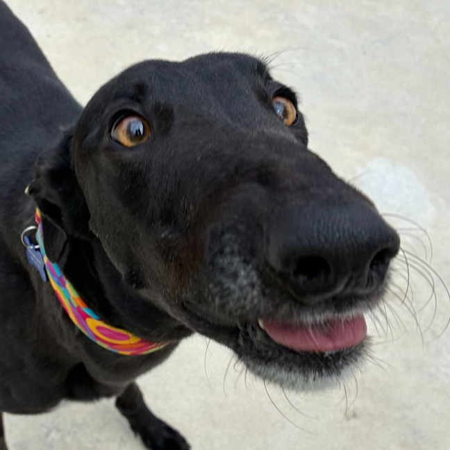 Photo of Stinky The Greyhound