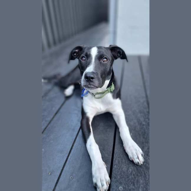 Photo of Honey   5 Month Old Staffy X Cattle Dog