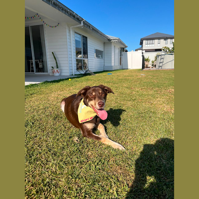 Photo of Boris   1.5 Year Old Kelpie (On Trial)