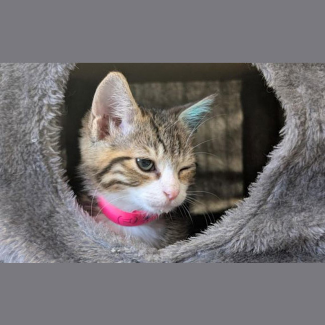 Photo of Mothball