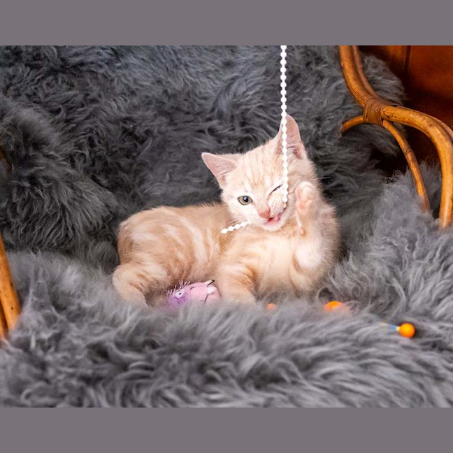 Photo of Toffee