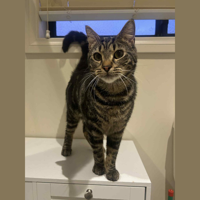 Photo of Kai   Located In Ashburton