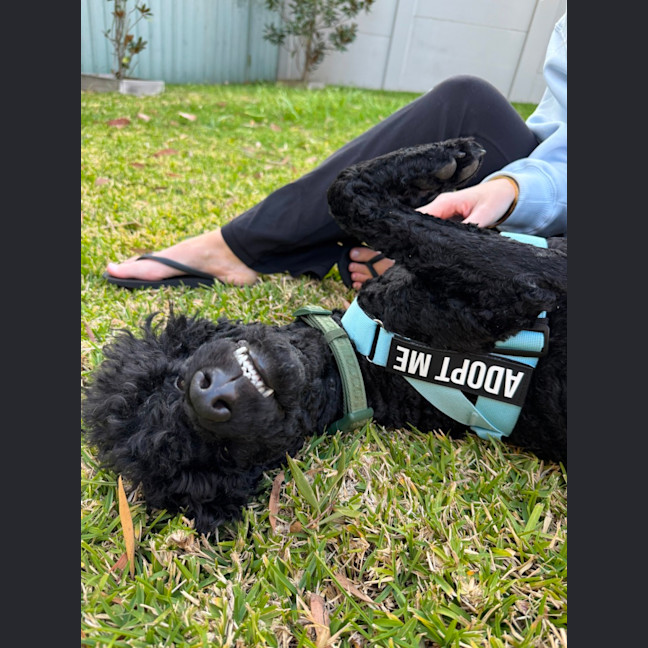 Photo of Keith   1 Year Old Poodle