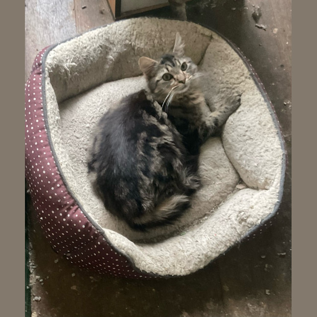 Photo of Bubbles / Buttercup