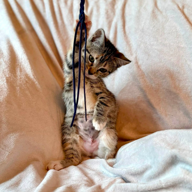 Photo of Lamington   In Foster Care In Bentleigh East