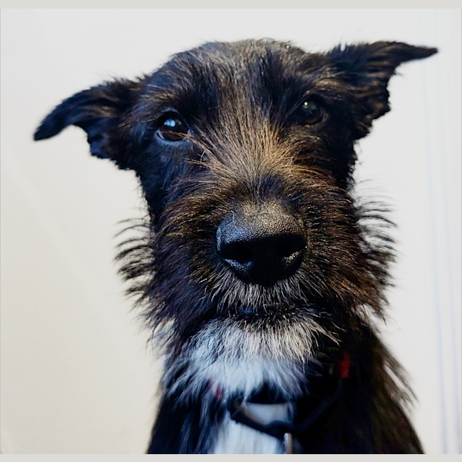 Photo of Smiffy