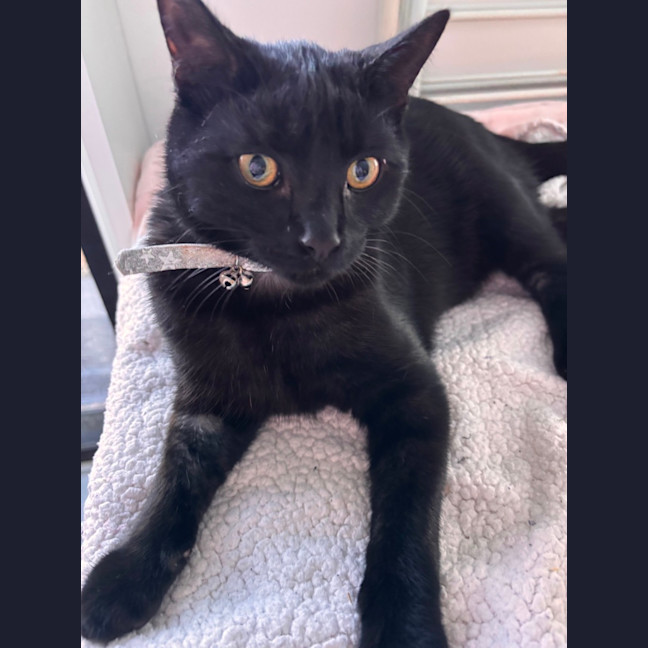 Photo of Binx 