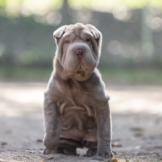 Photo of Olive