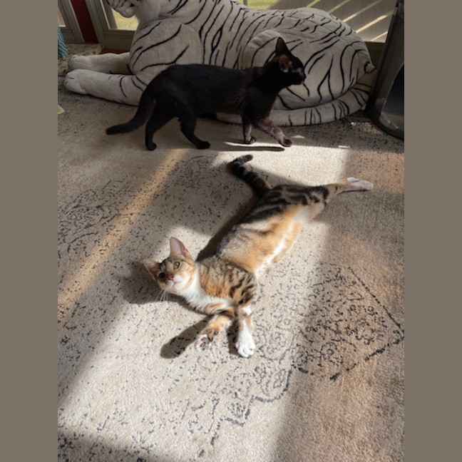 Photo of Skittles   5 Month Old Domestic Short Hair (Trial)