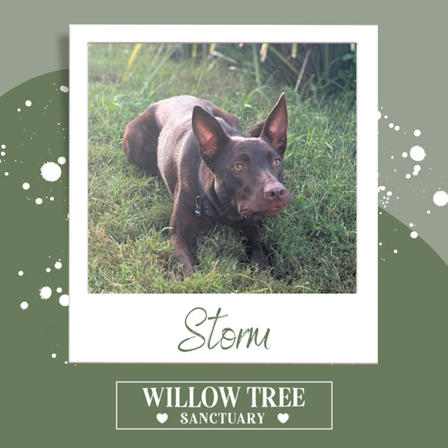 Photo of Storm