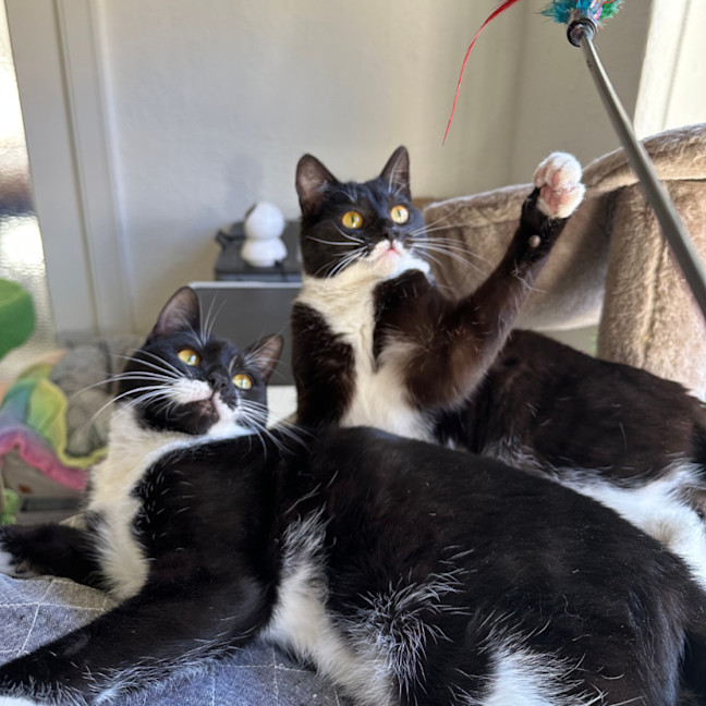 Photo of Peppa & Tabitha