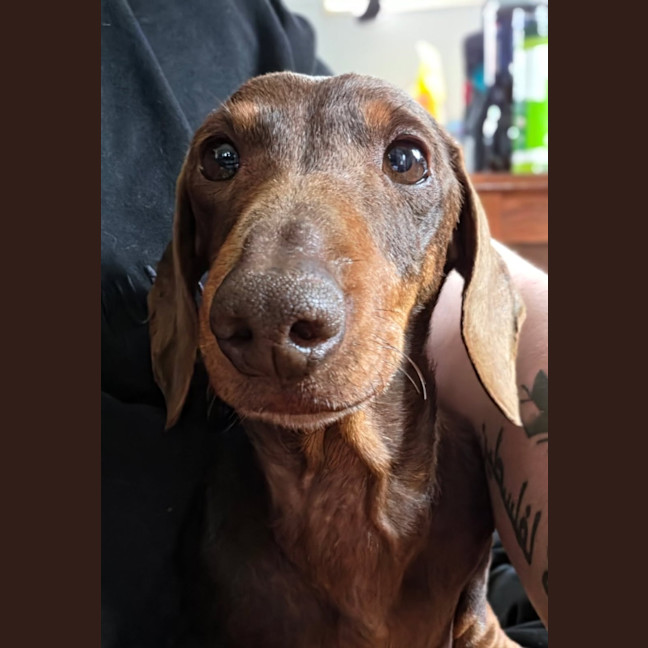 Photo of Piper