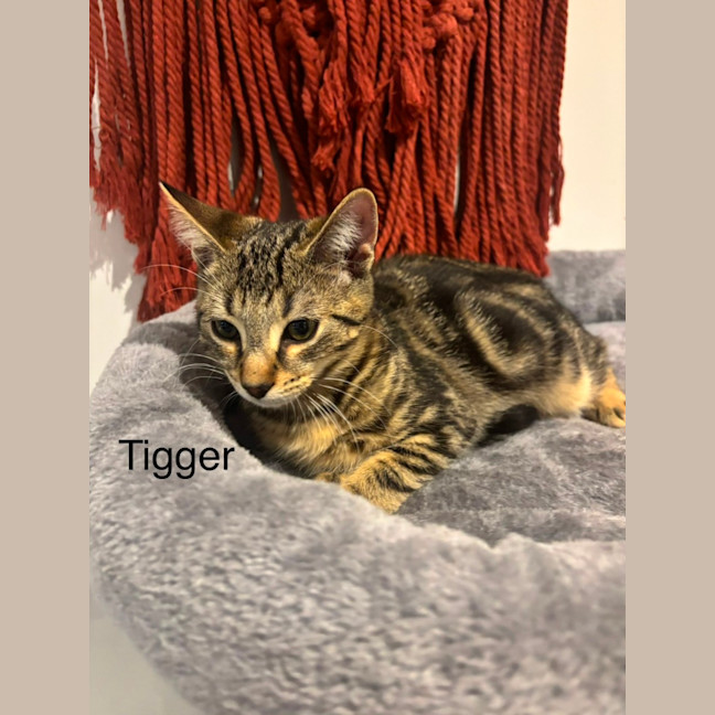 Photo of Tigger Meet Me@ Adoption Day 17/5