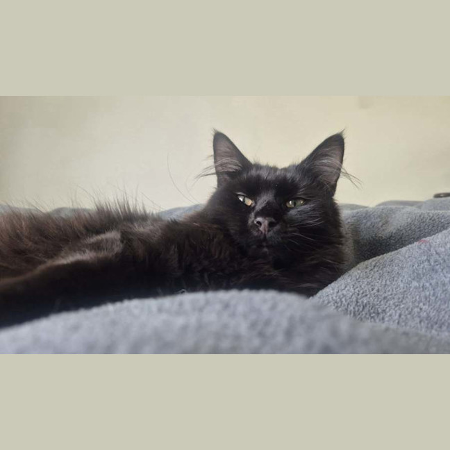 Photo of Silky* 9 Lives Project Rescue*