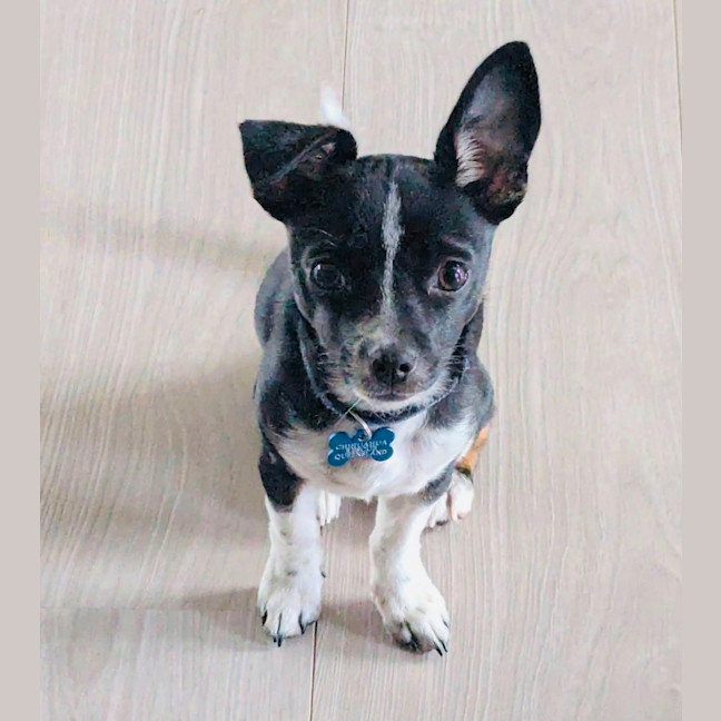 Photo of Ham