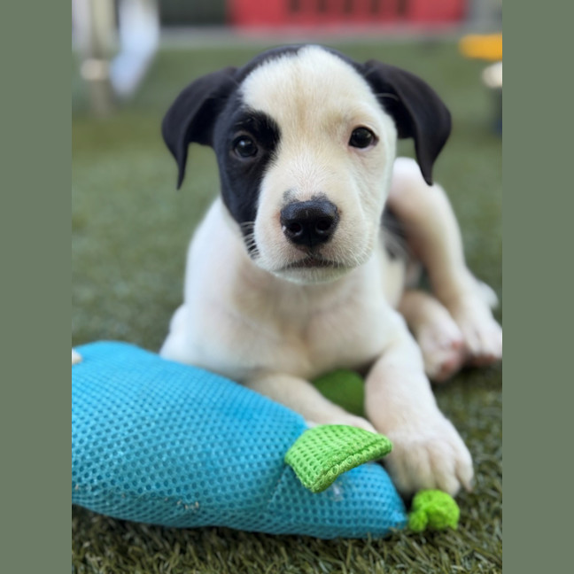 Photo of D1222 Lipton