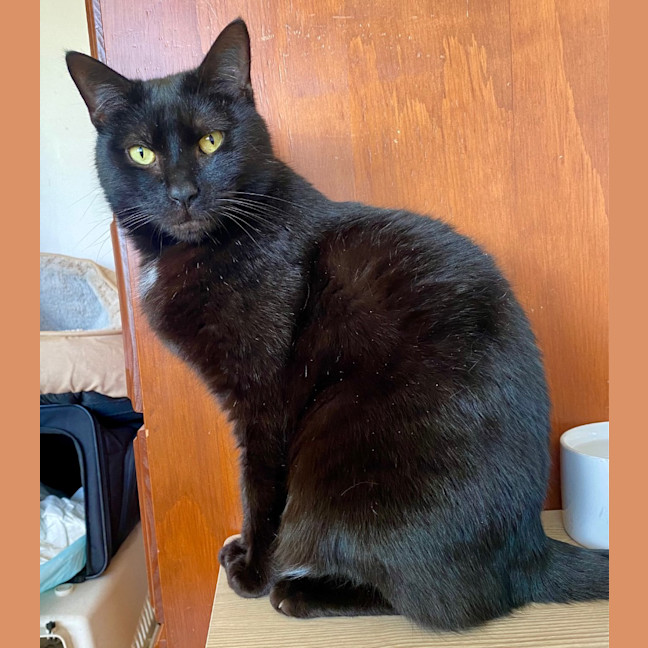 Photo of Batman Black