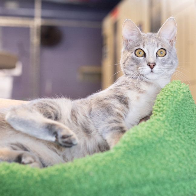 Photo of Dolcie