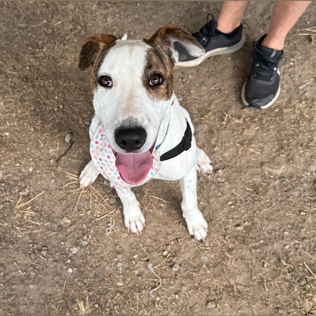 Photo of Stella