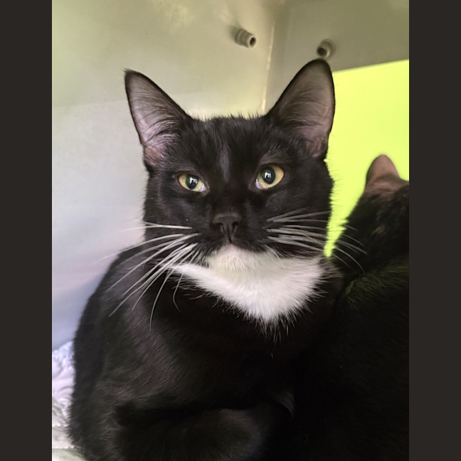Photo of Romeo (Bonded With Valentino) 