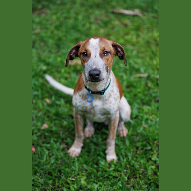 Photo of Rocco
