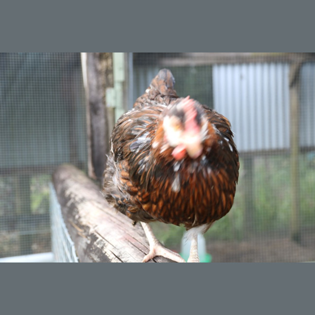 Photo of Muppett