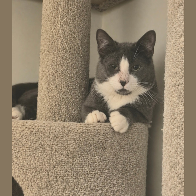 Photo of Odin