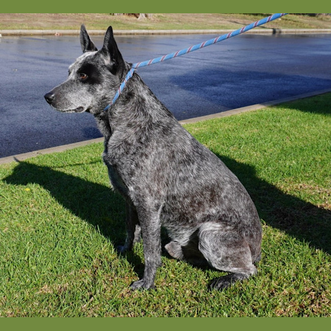 Photo of Shadow