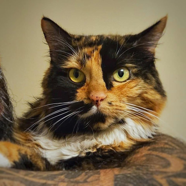 Photo of 10820   Betty Boop